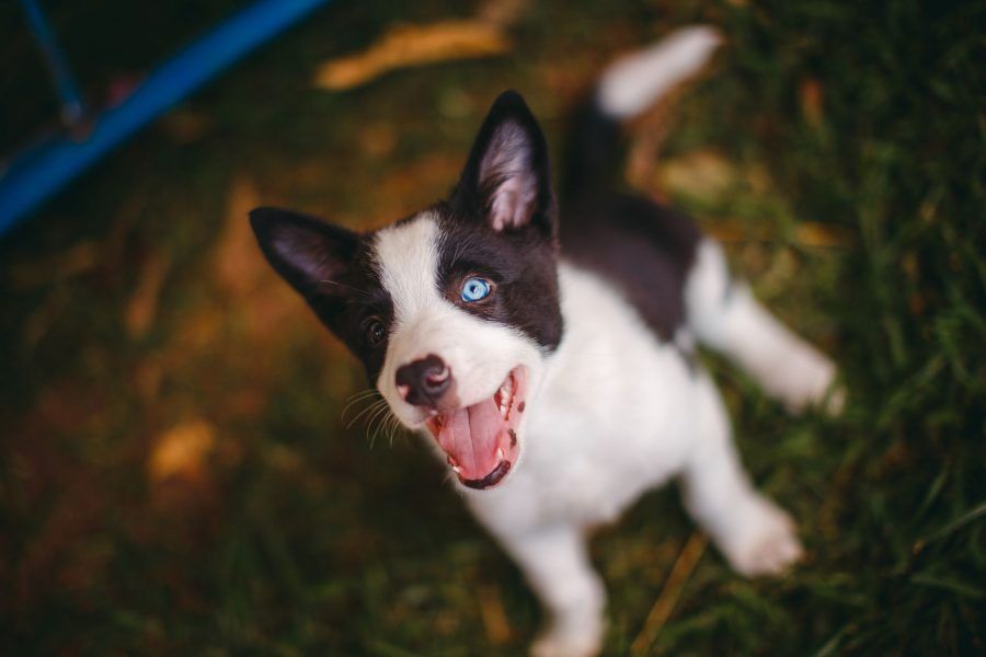 Yakutian Laika