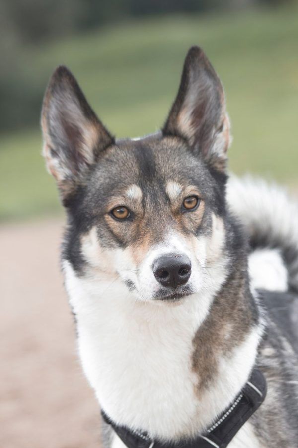 West-Siberische Laika