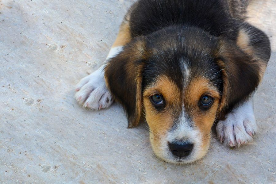 Beagle