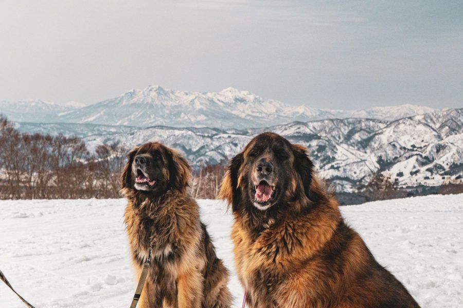 Leonberger