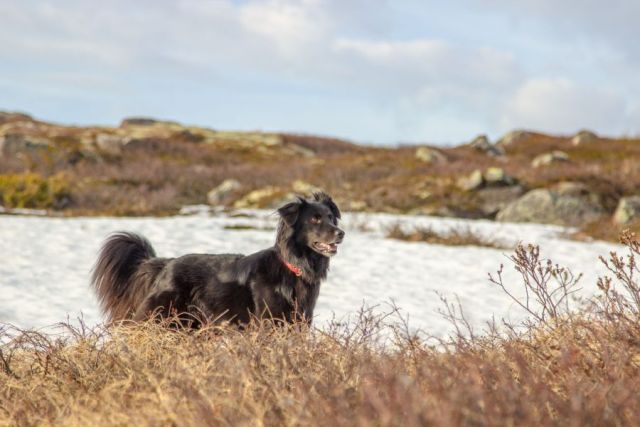 Flatcoated Retriever