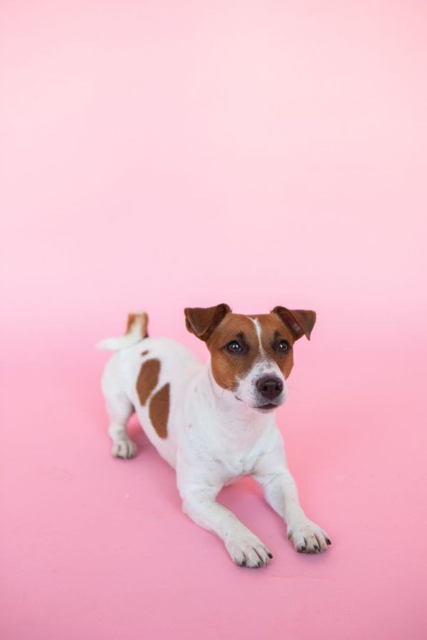 Jack Russell Terriër