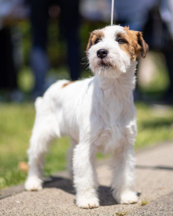 Parson Russell Terriër
