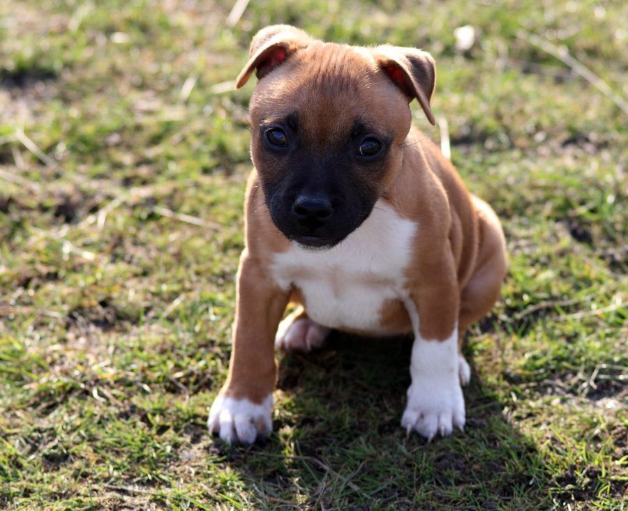 Staffordshire Bull Terriër