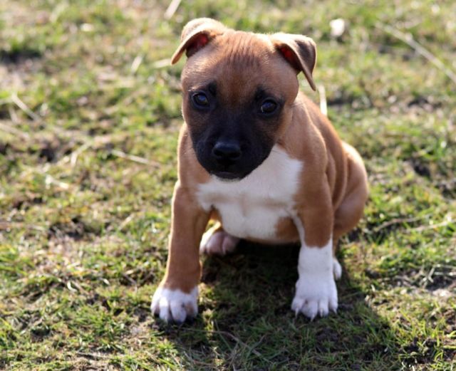 Staffordshire Bull Terriër