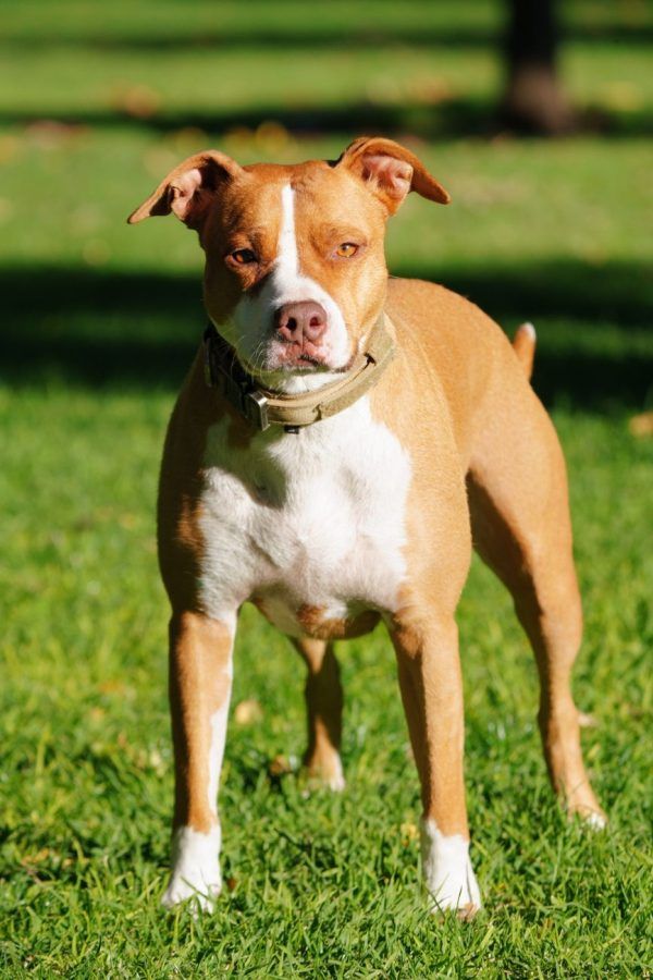 American Staffordshire Terriër
