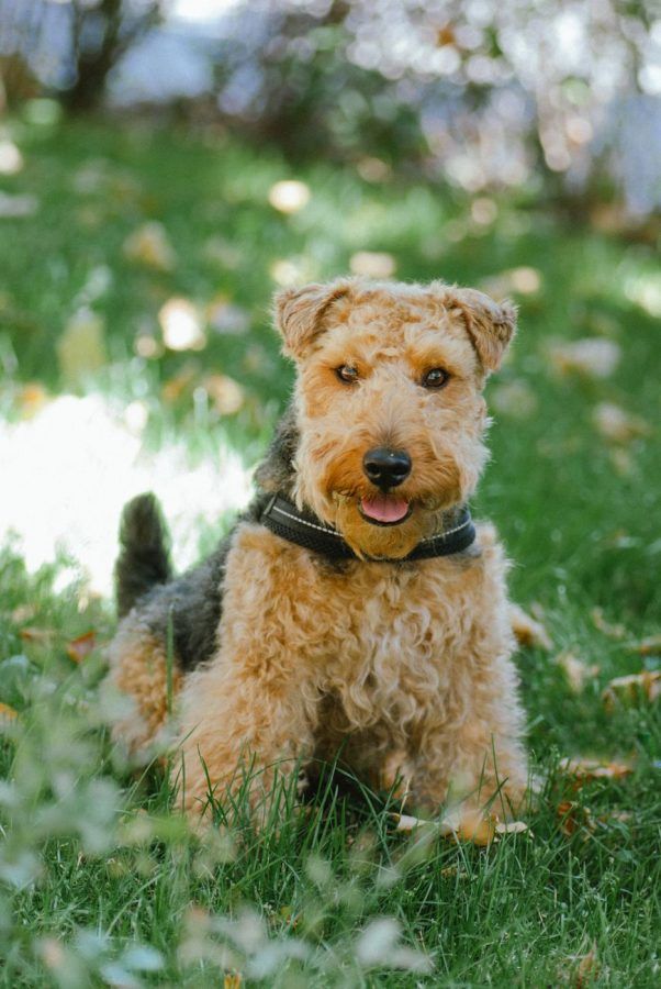 Airedale Terriër