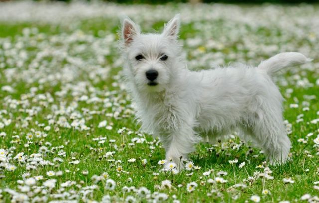 West Highland White Terriër