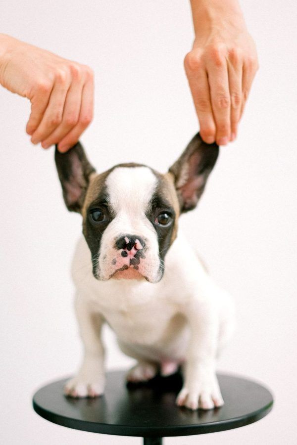 Franse Bulldog