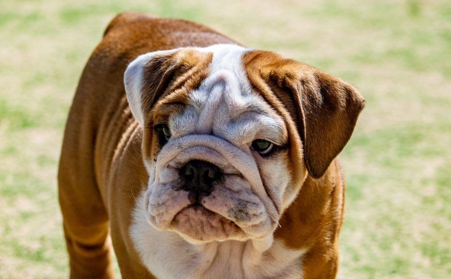 Engelse Bulldog