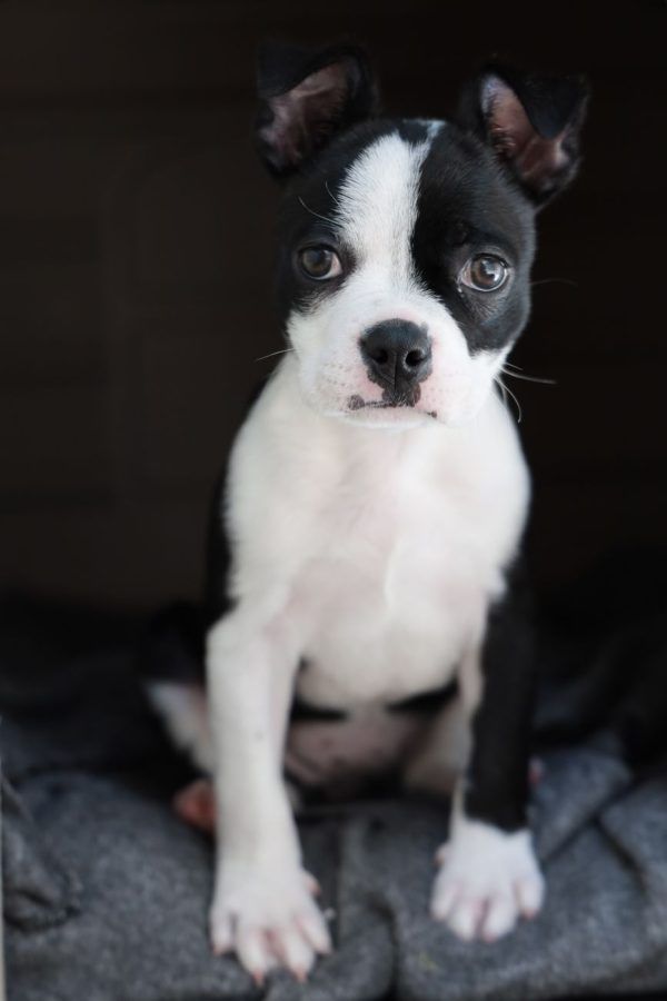 Boston Terriër