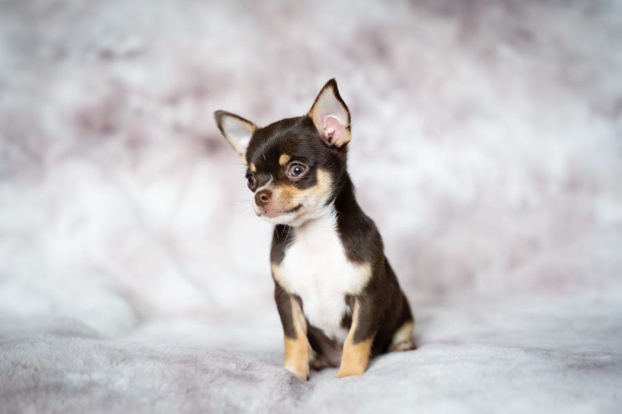 Chihuahua (Korthaar)