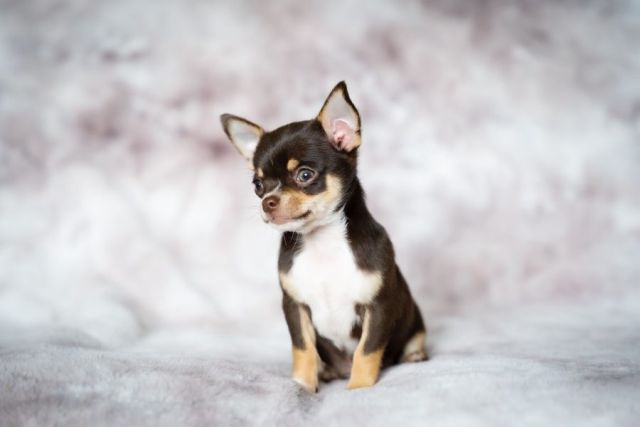 Chihuahua