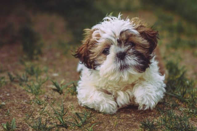 Shih Tzu