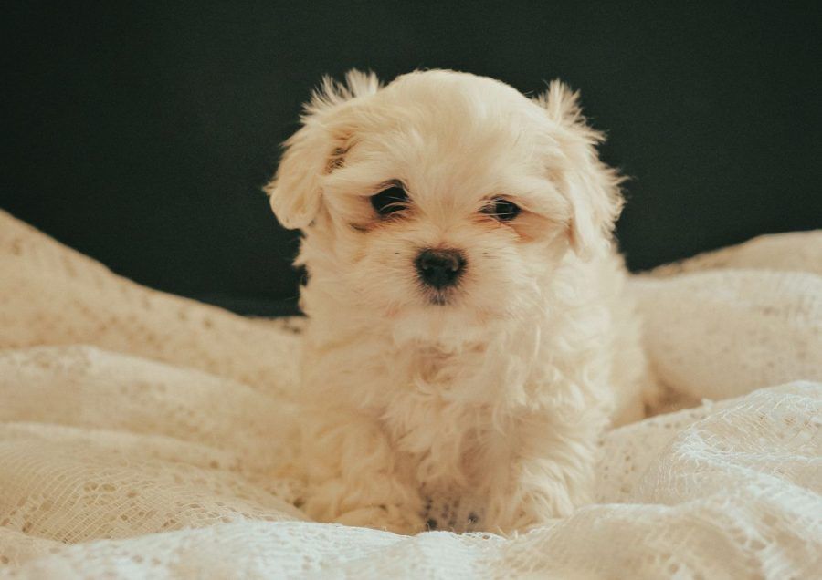Maltezer