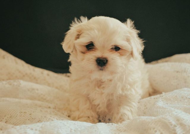 Maltezer