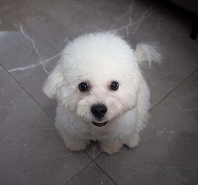 Bichon Frisé