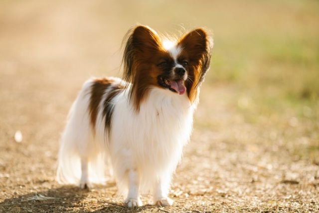 Papillon