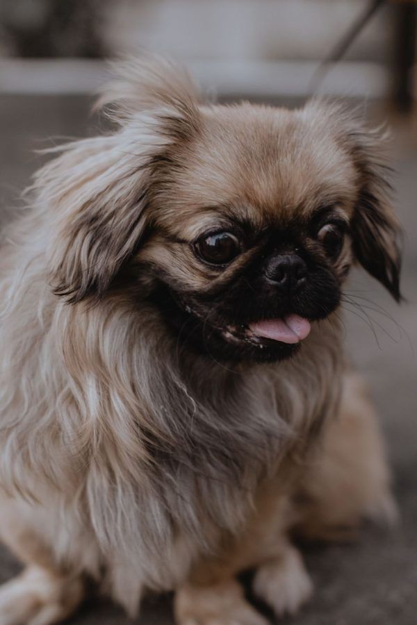 Pekingees