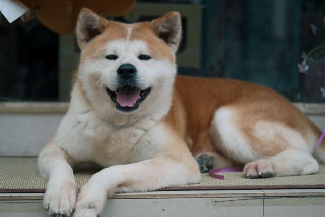 Akita Inu