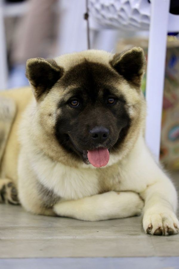 Amerikaanse Akita