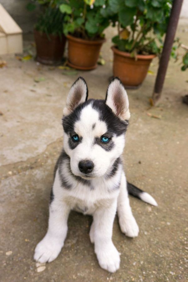 Siberische Husky
