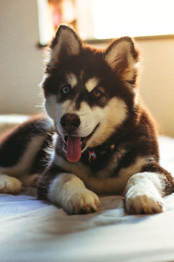 Alaska Malamute