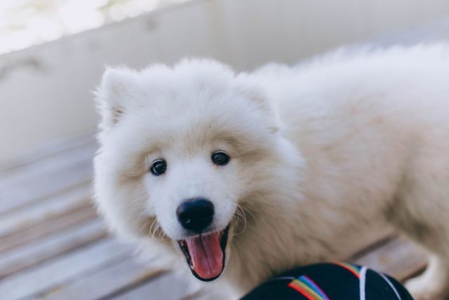 Samojed