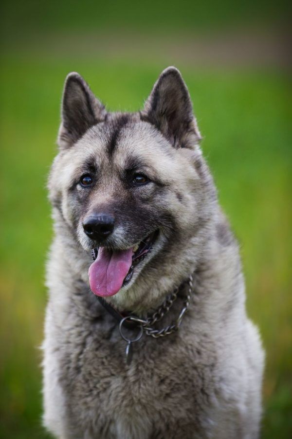 Noorse Elandhond