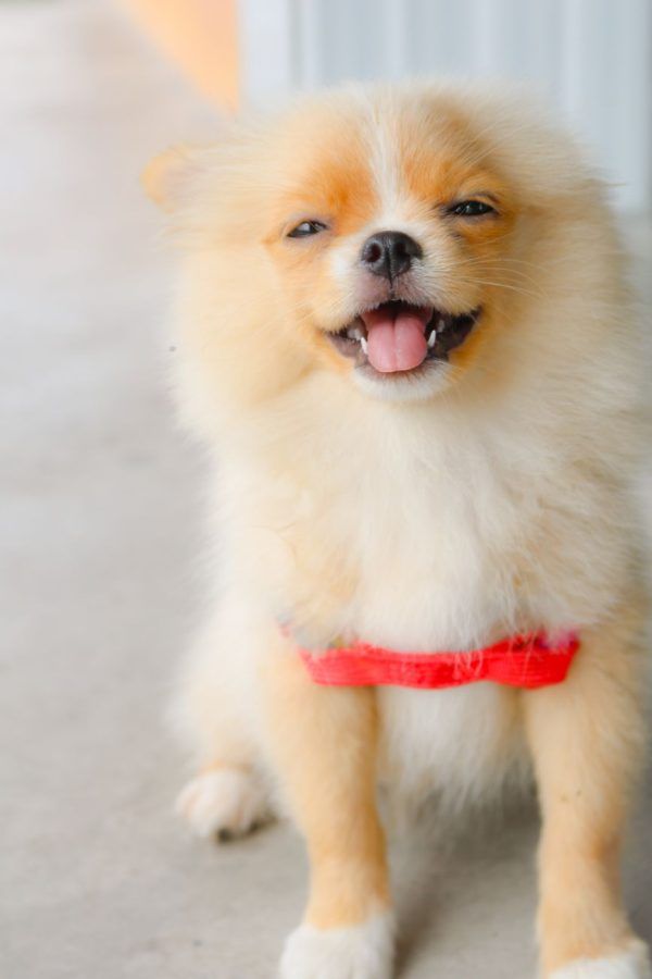 Dwergkeeshond