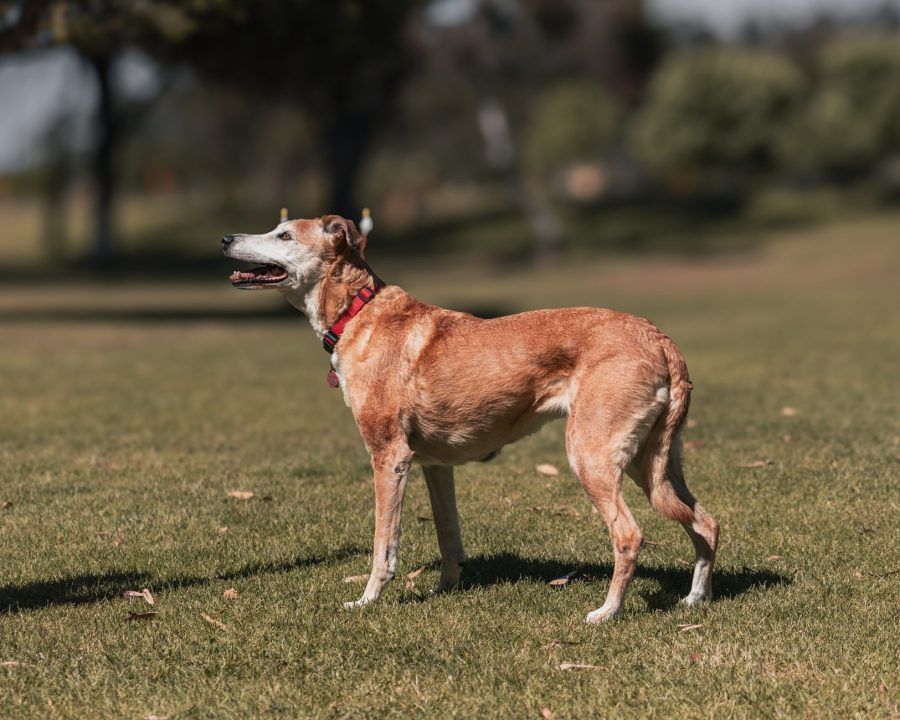Greyhound