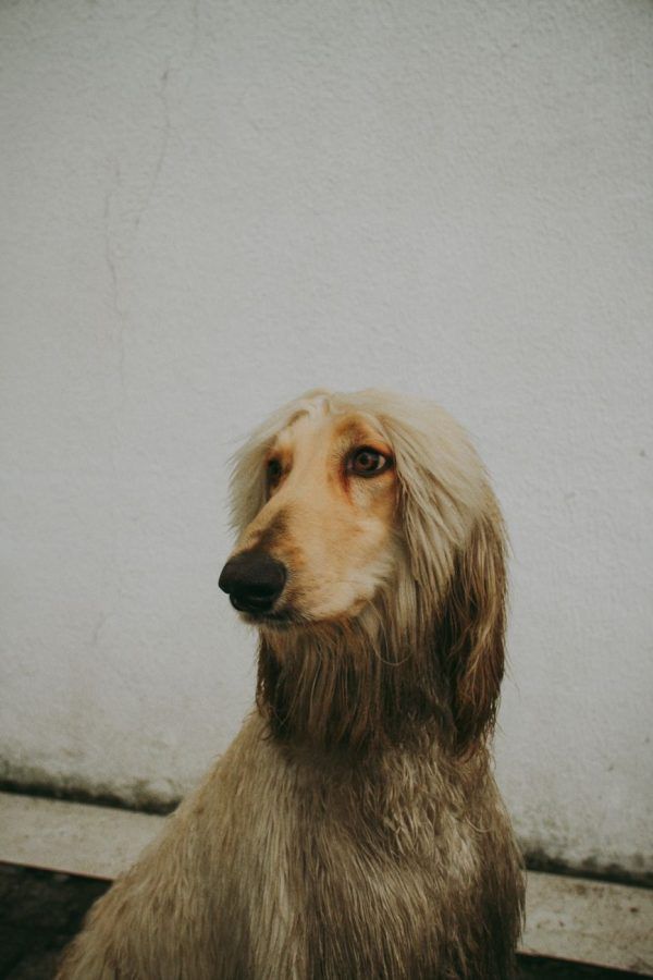 Afghaanse Windhond