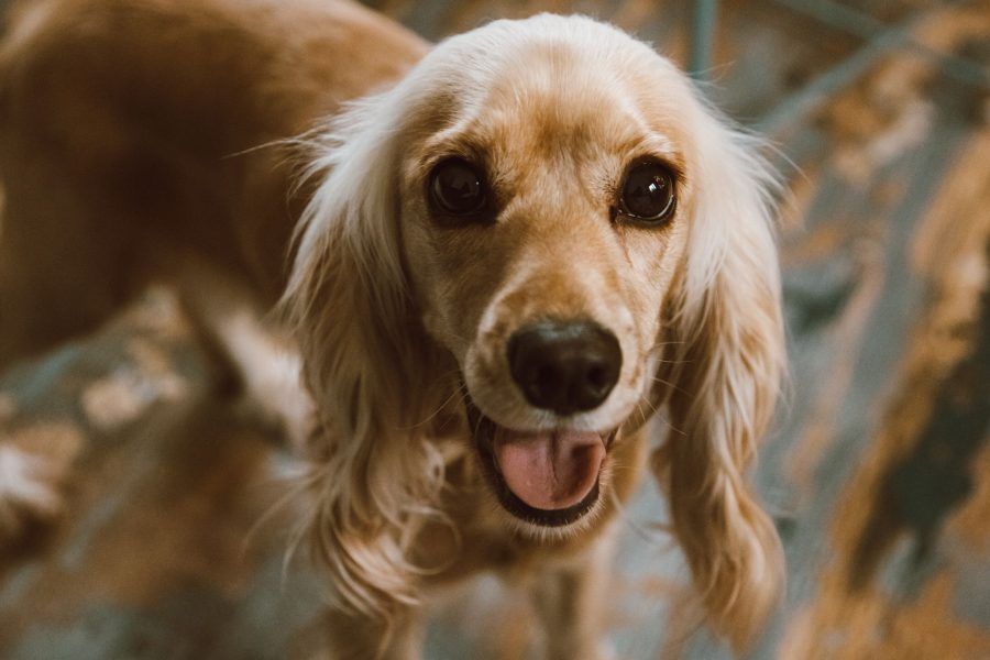 Cocker Spaniël