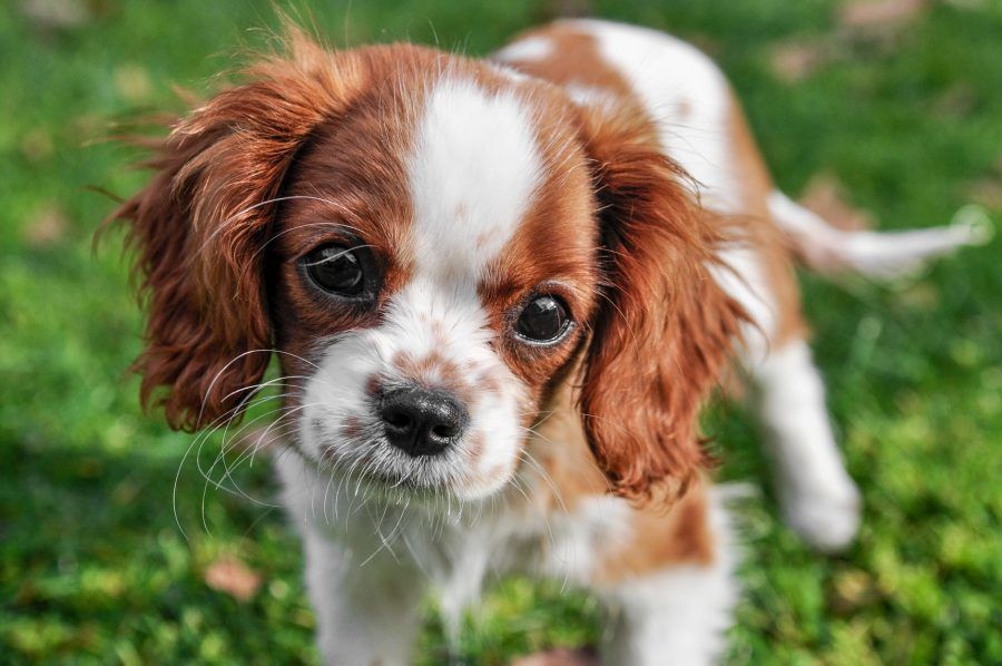 Cavalier King Charles Spaniël