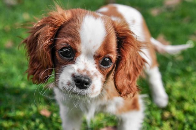 Cavalier King Charles Spaniël