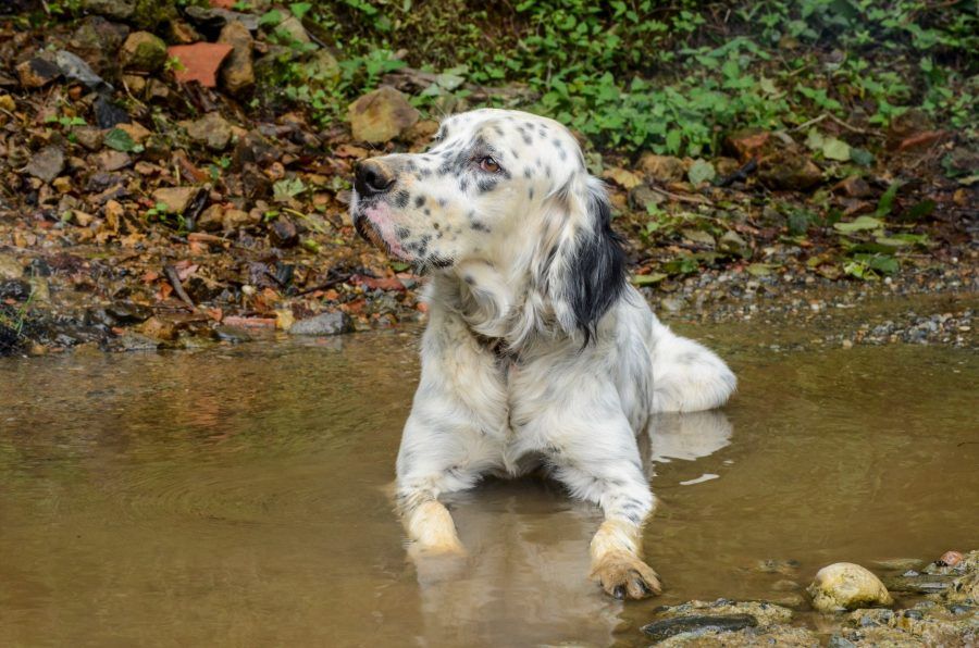 Engelse Setter