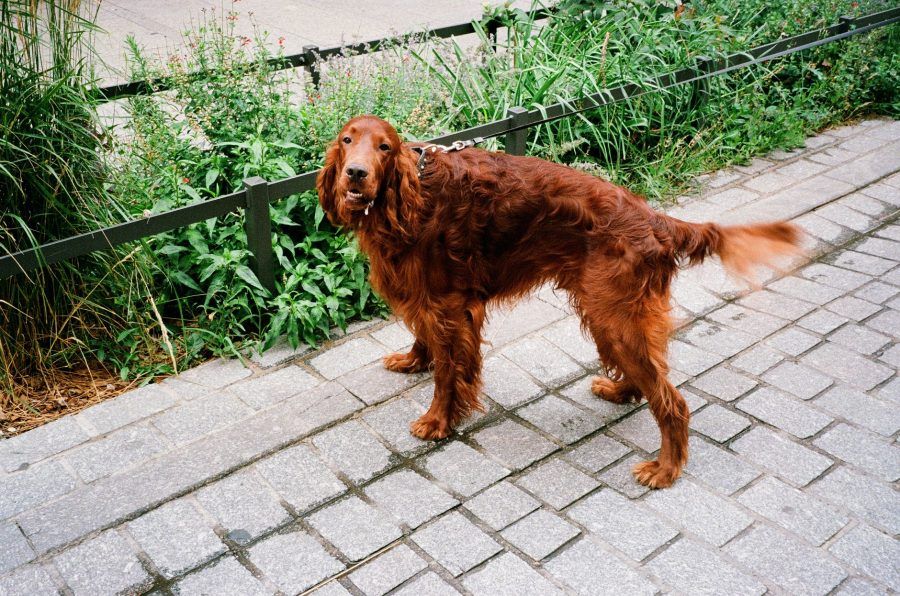 Ierse Setter