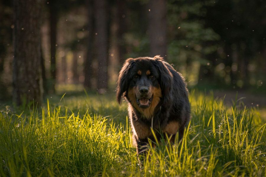 Tibetaanse Mastiff