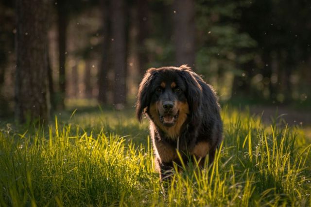 Tibetaanse Mastiff