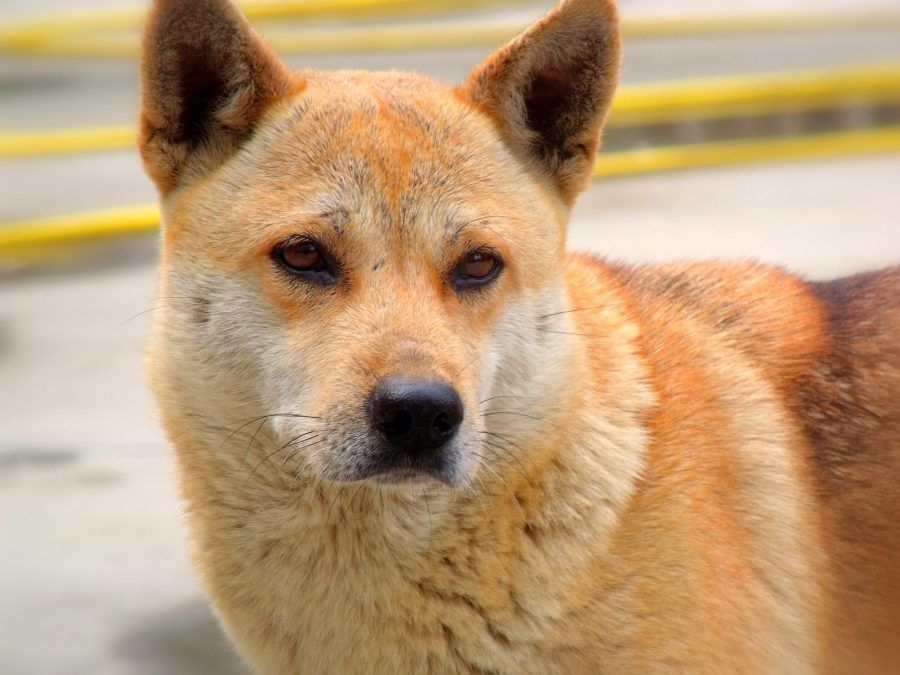 Korea Jindo