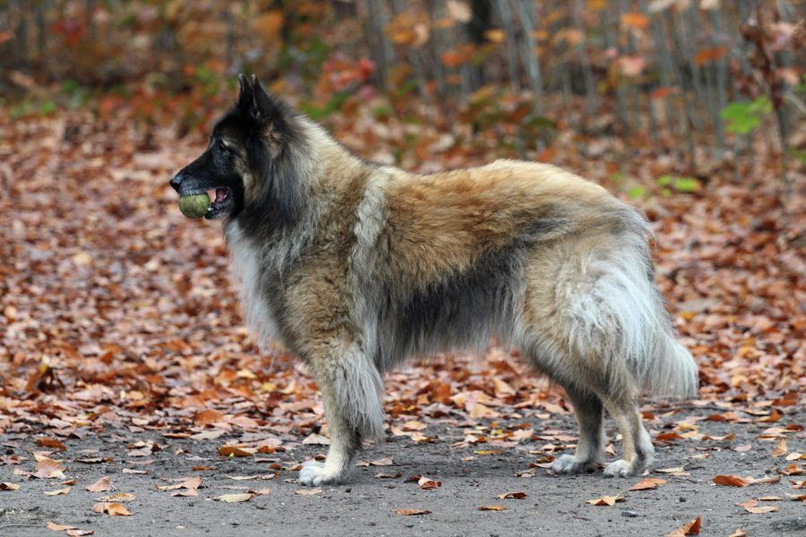 Tervuerense Herder