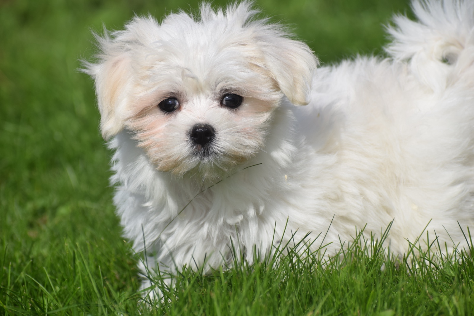 Maltezer