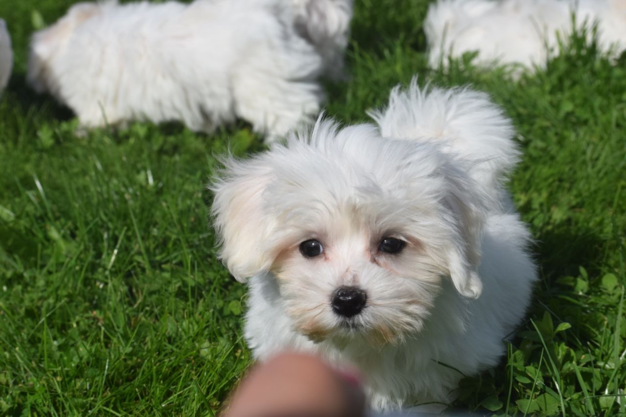 Maltezer