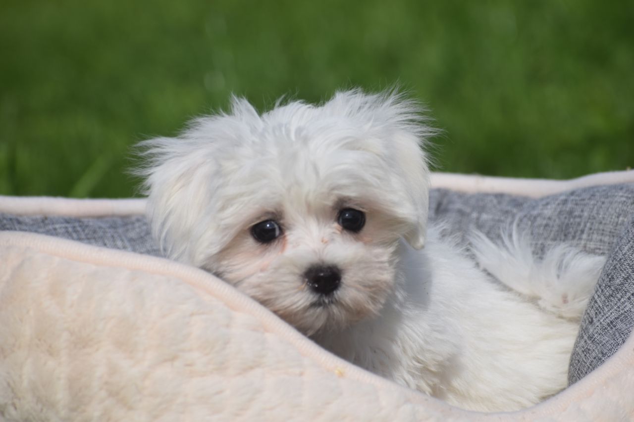 Maltezer
