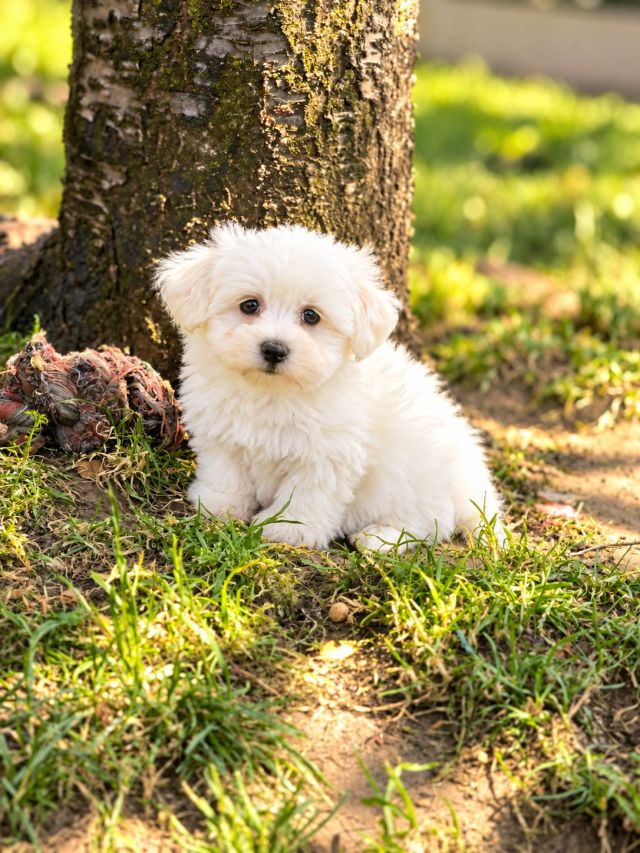 Maltezer