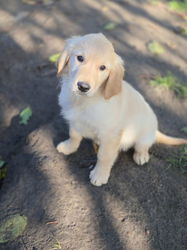 Golden Retriever
