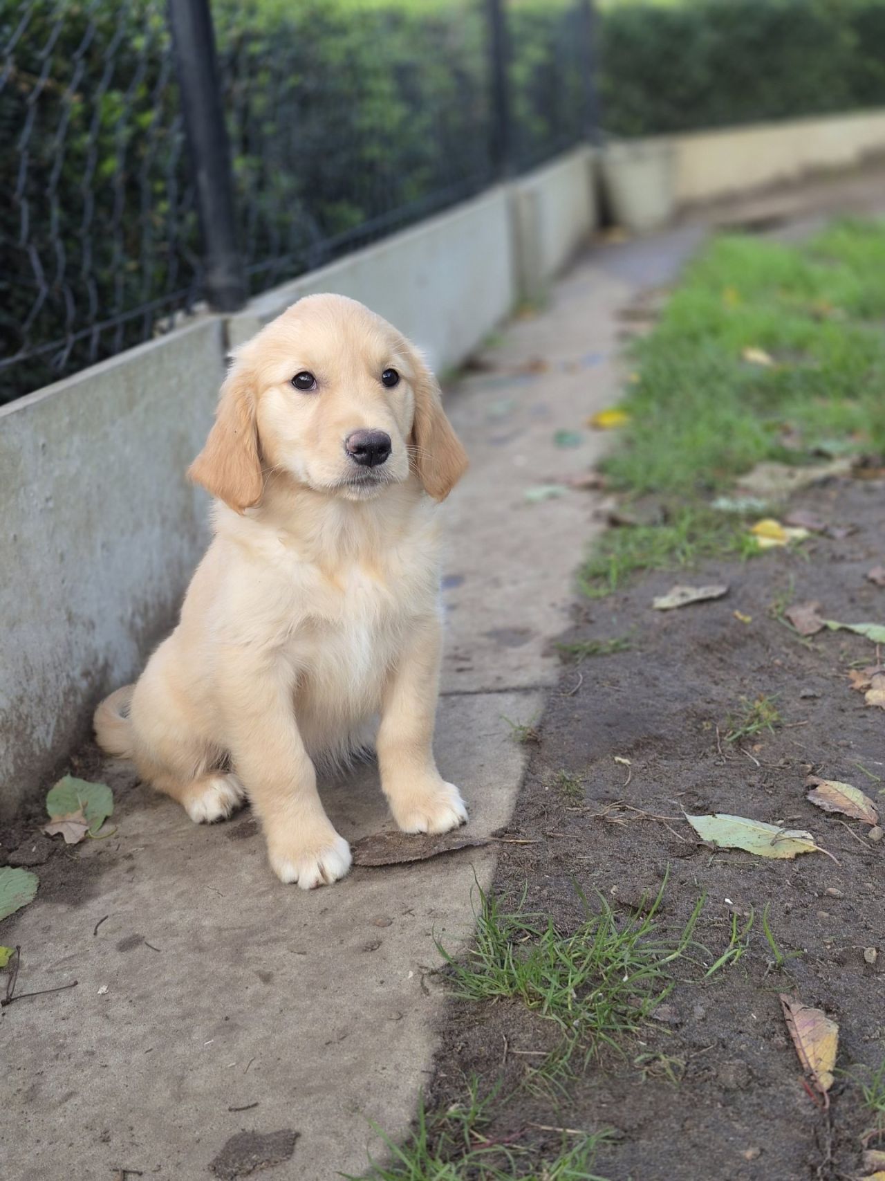 Golden Retriever