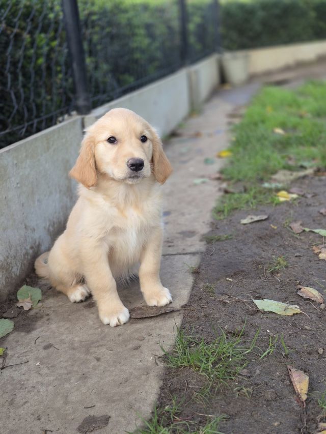 Golden Retriever