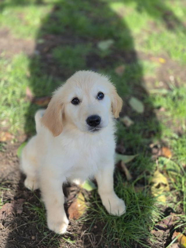 Golden Retriever