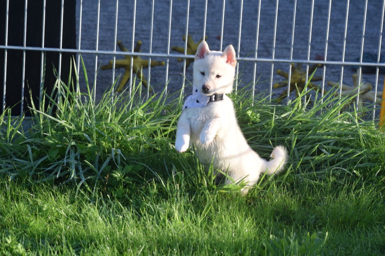 Shiba Inu